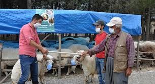 Qurbanlıq qoyunlara maska taxdı - FOTO